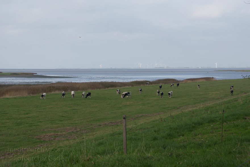 Kühe auf eine Weide an der Elbe
8. 11. 2014. Niedersachsen. Neuenhof. Kühe auf einer Weide an der Ostemündung. Hinten: Fluss Elbe
Schlüsselwörter: 2014;Elbe;Fluss;Herde;Kuh;Kühe;Niedersachsen