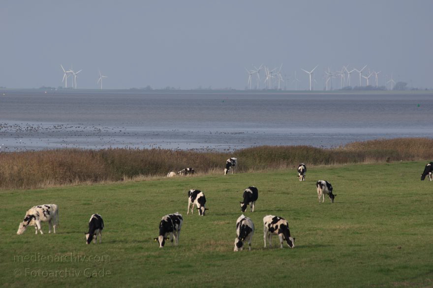 Kühe auf eine Weide an der Elbe
8. 11. 2014. Niedersachsen. Neuenhof. Kühe auf einer Weide an der Ostemündung. Hinten: Fluss Elbe
Schlüsselwörter: 2014;Elbe;Fluss;Herde;Kuh;Kühe;Niedersachsen