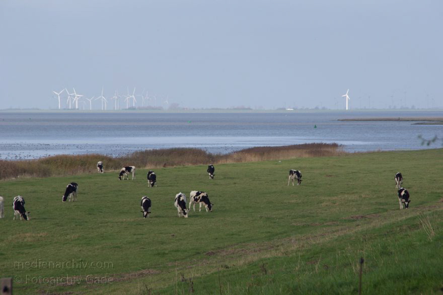 Kühe auf eine Weide an der Elbe
8. 11. 2014. Niedersachsen. Neuenhof. Kühe auf einer Weide an der Ostemündung. Hinten: Fluss Elbe
Schlüsselwörter: 2014;Elbe;Fluss;Herde;Kuh;Kühe;Niedersachsen