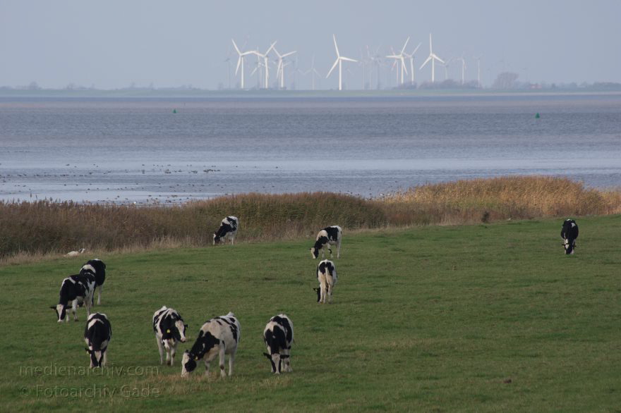 Kühe auf eine Weide an der Elbe
8. 11. 2014. Niedersachsen. Neuenhof. Kühe auf einer Weide an der Ostemündung. Hinten: Fluss Elbe. Windkraftanlage. Stromerzeugung
Schlüsselwörter: 2014;Elbe;Fluss;Herde;Kuh;Kühe;Niedersachsen;Stromerzeugung;Windkraftanlage