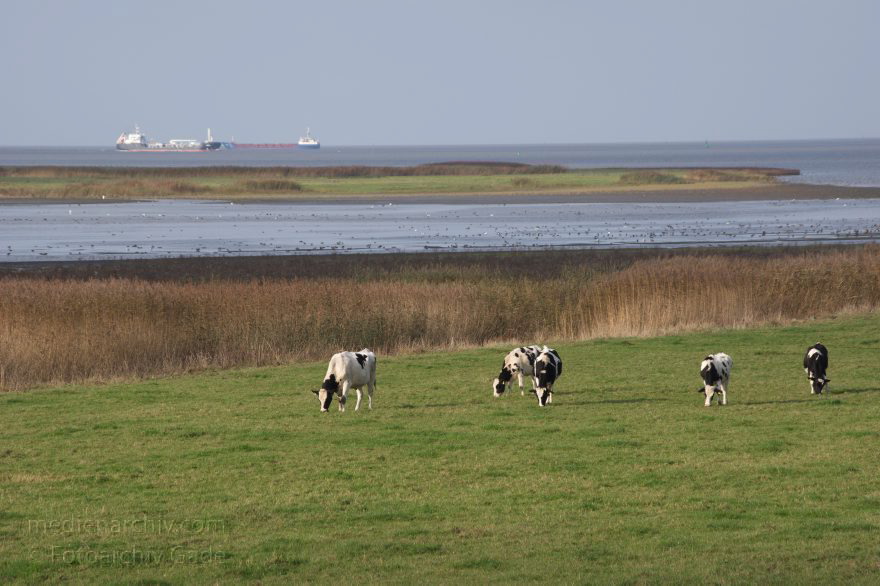 Kühe auf eine Weide an der Elbe
8. 11. 2014. Niedersachsen. Neuenhof. Kühe auf einer Weide an der Ostemündung. Hinten: Fluss Elbe
Schlüsselwörter: 2014;Elbe;Fluss;Herde;Kuh;Kühe;Niedersachsen
