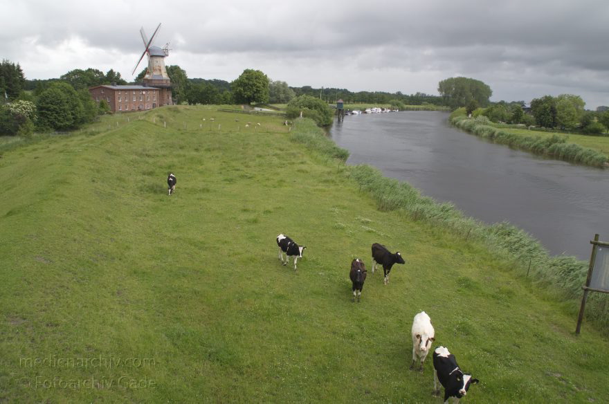 Niedersachsen. Hechthausen. Kühe auf der Weide. Deich. Rinder
2013. Niedersachsen. Hechthausen. Rinder auf dem Deich am Fluss Oste. Kuh. Kühe. Windmühle
Schlüsselwörter: Deich;Fluss;Hechthausen;Kuh;Kühe;Landwirtschaft;Mühle;Niedersachsen;Oste;Rinder;Viehzucht;2013;Weide