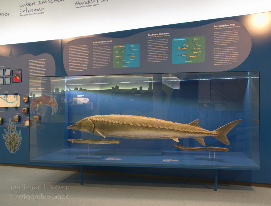 Niedersachsen. Natureum Niederelbe
8. 11. 2014. Niedersachsen. Natureum Niederelbe. Ausstellung. Fisch. Stör
Schlüsselwörter: 2014;Ausstellung;Fisch;Natureum;Niedersachsen;Stör