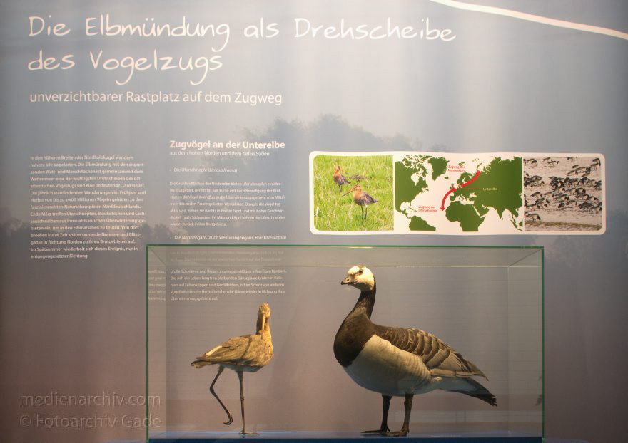 Niedersachsen. Natureum Niederelbe
8. 11. 2014. Niedersachsen. Natureum Niederelbe. Vogel
Schlüsselwörter: 2014;Natureum;Niedersachsen;Vogel