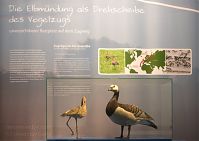 Niedersachsen-Natureum-Niederelbe-20141108-63.jpg