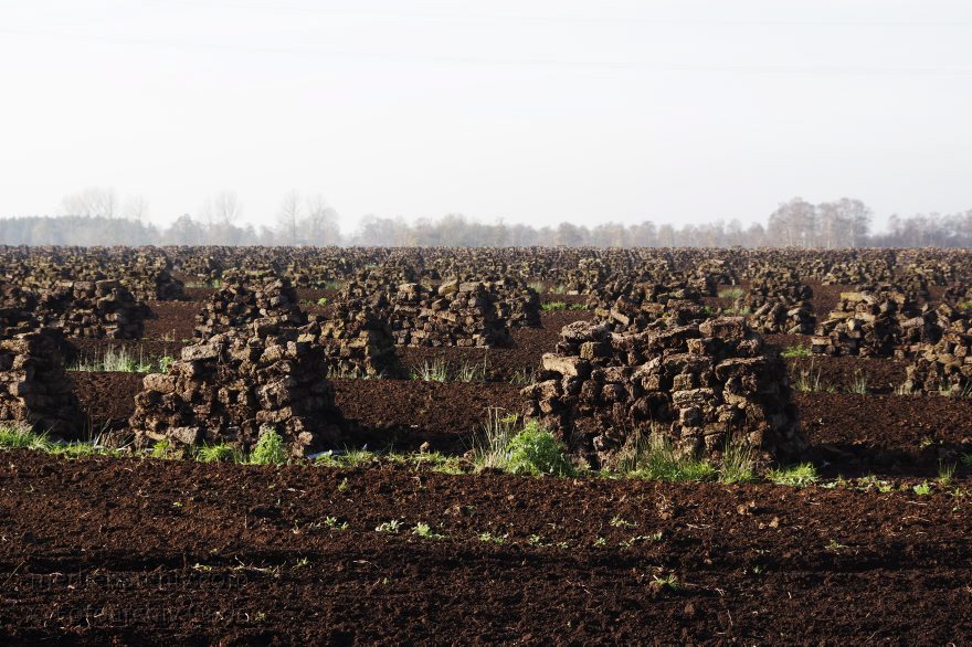 Torf aus dem Moor
11. 11. 2014. Niedersachsen. Neulandermoor. Torfgewinnung. Erden- & Substratwerk Tabeling.
Schlüsselwörter: Neulandermoor;Niedersachsen;2014;Torf