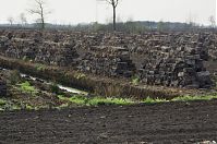 Niedersachsen-Neulandermoor-20130502-104.jpg