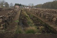 Niedersachsen-Neulandermoor-20130502-112.jpg