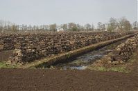 Niedersachsen-Neulandermoor-20130502-116.jpg