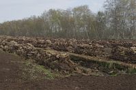 Niedersachsen-Neulandermoor-20130502-120.jpg