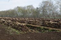 Niedersachsen-Neulandermoor-20130502-122.jpg