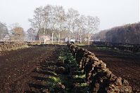 Niedersachsen-Neulandermoor-Torf-20141111-14.jpg
