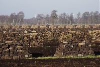 Niedersachsen-Neulandermoor-Torf-20141111-19.jpg