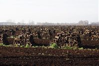Niedersachsen-Neulandermoor-Torf-20141111-23.jpg
