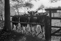 Niedersachsen-19870529-015.jpg