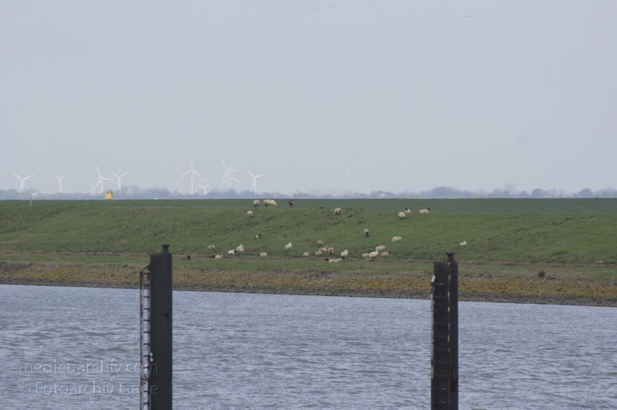 Niedersachsen. Mündung der Oste an der Elbe
8. 11. 2014. Niedersachsen. Mündung der Oste. Der Fluss fließt in die Elbe. Schafe am Deich
Schlüsselwörter: 2014;Deich;Fluss;Mündung;Niedersachsen;Oste;Schafe