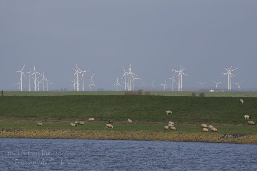 Niedersachsen. Mündung der Oste an der Elbe
8. 11. 2014. Niedersachsen. Mündung der Oste. Der Fluss fließt in die Elbe. Hinten: Schleswig-Holstein. Windkraftrad. Stromerzeugung. Schafe am Deich
Schlüsselwörter: 2014;Deich;Energieerzeugung;Fluss;Mündung;Niedersachsen;Oste;Schafe;Stromerzeugung;Windkraftrad
