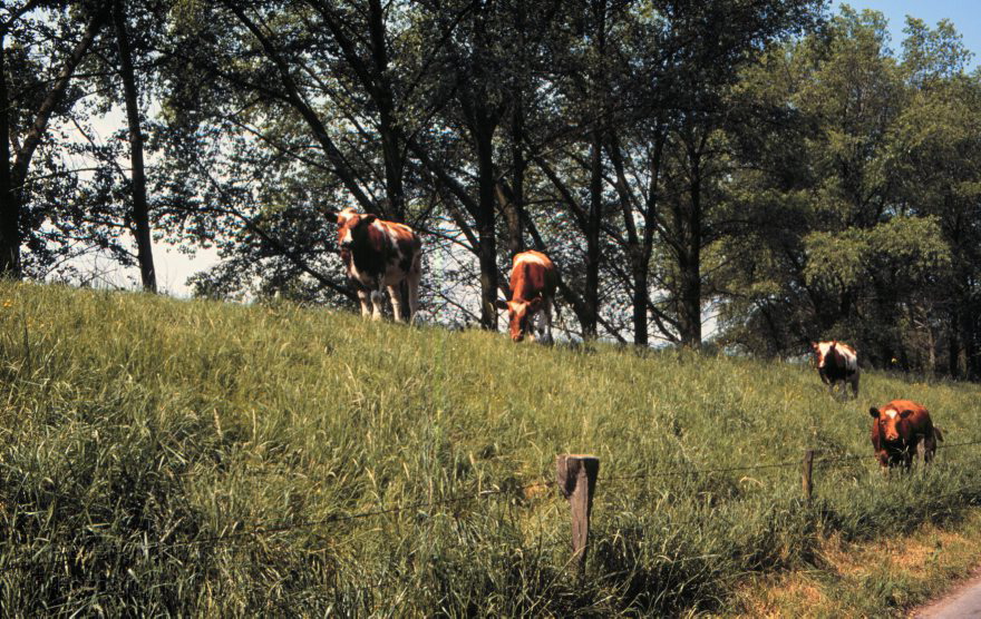 Deutschland. Niedersachsen. Kühe auf dem Deich. Weide
30.5.1992. Deutschland. Niedersachsen. Kühe auf dem Deich. Weide
Schlüsselwörter: Deich;Deutschland;Fluss;Germany;Hemmoor;Kuh;Kühe;Niedersachsen;Oste;Rinder;Viehwirtschaft;1992;Weide
