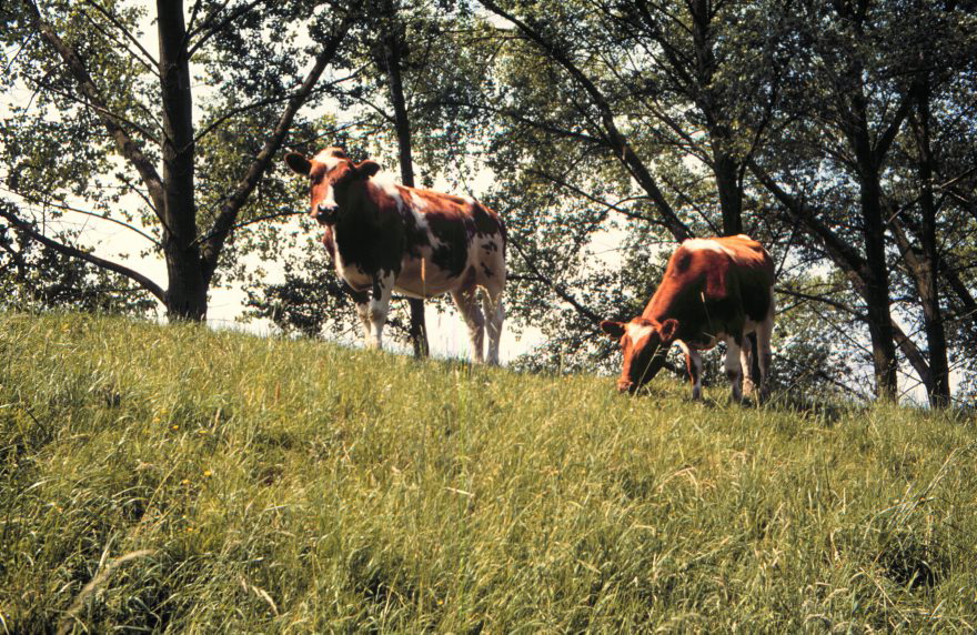 Deutschland. Niedersachsen. Kühe auf dem Deich. Weide
30.5.1992. Deutschland. Niedersachsen. Kühe weiden auf dem Deich
Schlüsselwörter: Deich;Deutschland;Fluss;Germany;Hemmoor;Kuh;Kühe;Niedersachsen;Oste;Rinder;Viehwirtschaft;1992;Weide