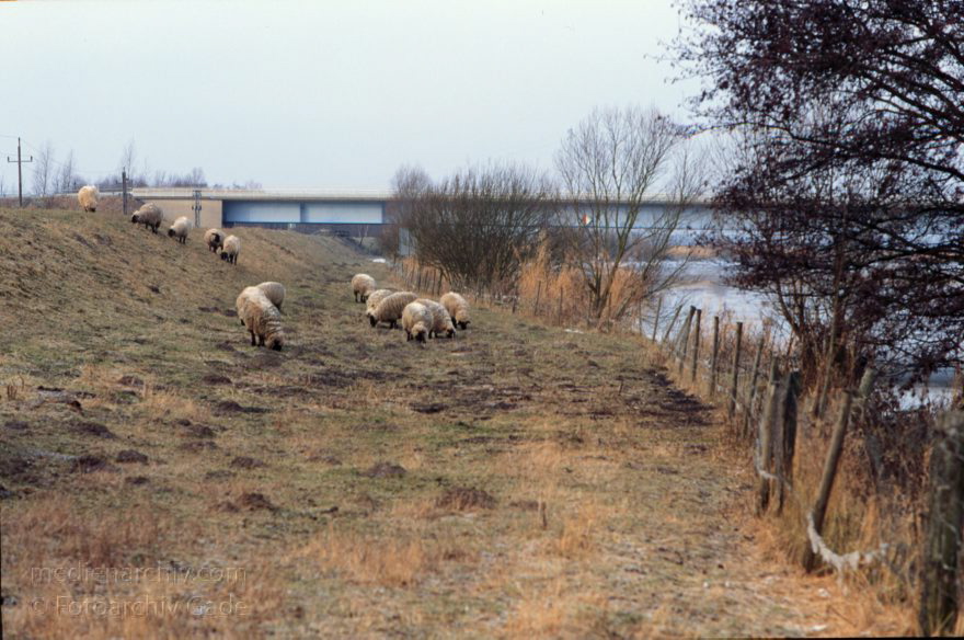 Deutschland. Niedersachsen. Schafherde auf einem Deich entlang der Oste
Dezember 1993. Deutschland. Niedersachsen. Schafherde auf einem Deich entlang der Oste.
Schlüsselwörter: Deich;Deutschland;Fluss;Germany;Hemmoor;Herde;Niedersachsen;Oste;Schaf;1993;Schafe
