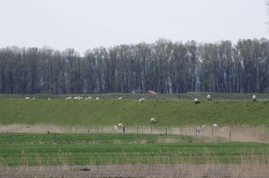 Osten-Hemmoor
2. 5. 2013. Niedersachsen. Osten-Hemmoor. Schafe auf dem Deich
Schlüsselwörter: Deich;Hemmoor;Niedersachsen;Osten;2013;Schafe