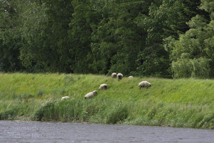 Niedersachsen. Osten. Schafe auf dem Deich
26. 6. 2013. Niedersachsen. Osten. Fluss Oste. Schafe auf dem Deich
Schlüsselwörter: Deich;Fluss;Niedersachsen;Oste;Osten;2013;Schafe