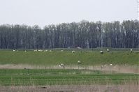 Niedersachsen-Osten-20130502-118.jpg