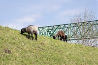 Niedersachsen-Osten-20130502-132.jpg