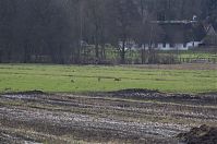 Niedersachsen-Tiere-Reh-20130207-100.jpg