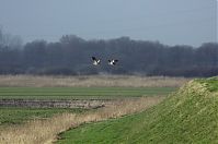 Niedersachsen-Tiere-Vogel-Gans-20130206-145.jpg
