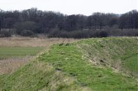 Niedersachsen-Tiere-Vogel-Gans-20130207-113.jpg