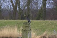 Niedersachsen-Tiere-Vogel-Kormoran-20130207-111.jpg