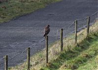 Niedersachsen-Tiere-Vogel-Raubvogel-20130206-148.jpg