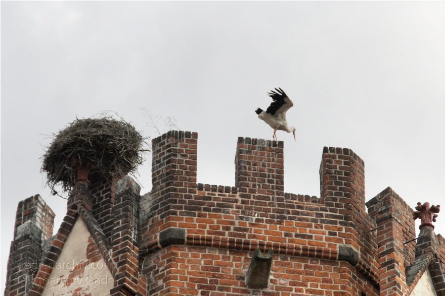 Sachsen-Anhalt. Tangermünde.
23. 7. 2009. Sachsen-Anhalt. Tangermünde. Kleinstadt an der Elbe in der Altmark. Altstadt mit Fachwerkhäusern. Hühnerdorfer Tor. Storch mit Horst auf den Zinnen.
Schlüsselwörter: Altmark;Deutschland;Fauna;Germany;Horst;Nest;Sachsen-Anhalt;Storch;Störche;Tangermünde;Tiere;Vogel;2009;Vögel