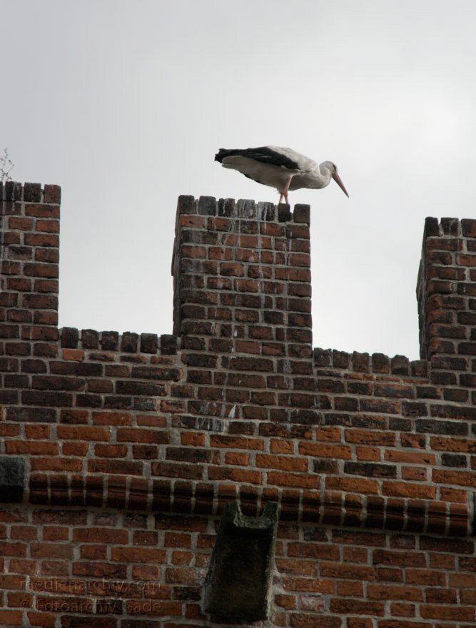 Sachsen-Anhalt. Tangermünde.
23. 7. 2009. Sachsen-Anhalt. Tangermünde. Kleinstadt an der Elbe in der Altmark. Altstadt mit Fachwerkhäusern. Hühnerdorfer Tor. Storch auf den Zinnen.
Schlüsselwörter: Altmark;Deutschland;Fauna;Germany;Horst;Nest;Sachsen-Anhalt;Storch;Störche;Tangermünde;Tiere;Vogel;2009;Vögel