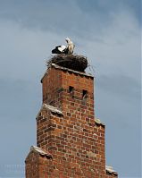 Sachsen-Anhalt-Tangermuende-20090722-035.jpg