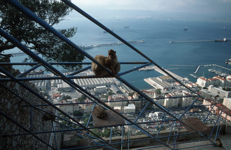 Gibraltar, Englische Kronkolonie. Berberaffen Magots
November 1998 , Gibraltar ist ein mächtiger Kalksteinfelsen, der ganz im Süden der Iberischen Halbinsel in die Meerenge zwischen Europa und Afrika hineinragt.  ;Fauna: Berberaffeen oder Magots (Macaca sylvanus) sind die einzigen freilebenden Affen Europas.  trecht formell den Briten zugesprochen und ist seit 1730 britische Kronkolonie.
Schlüsselwörter: 1998;Berberaffen;Englische;Gibraltar;Great Britain;Großbritannien;Kolonie;Kronkolonie;Magots
