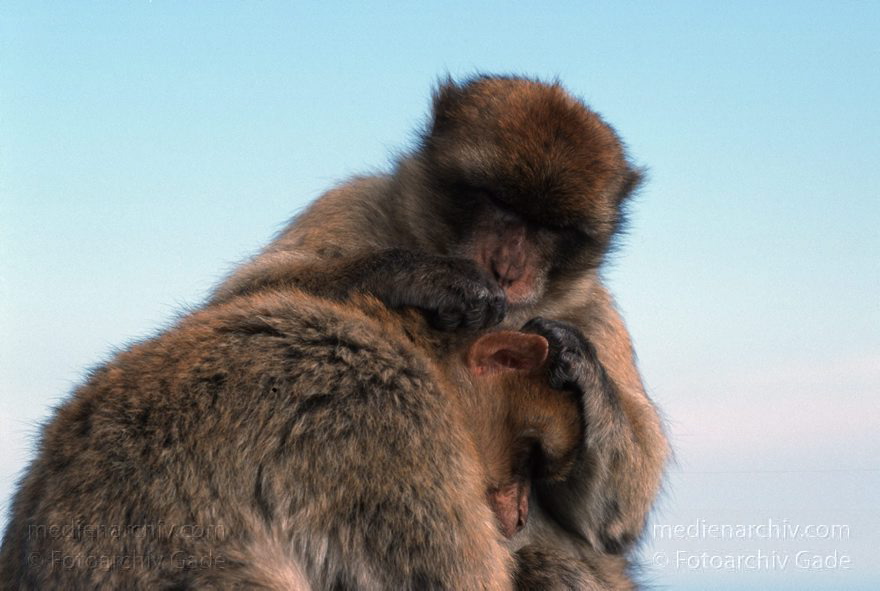 Gibraltar, Englische Kronkolonie. Berberaffen Magots
November 1998 , Gibraltar ist ein mächtiger Kalksteinfelsen, der ganz im Süden der Iberischen Halbinsel in die Meerenge zwischen Europa und Afrika hineinragt.  ;Fauna: Berberaffeen oder Magots (Macaca sylvanus) sind die einzigen freilebenden Affen Europas.  trecht formell den Briten zugesprochen und ist seit 1730 britische Kronkolonie.
Schlüsselwörter: 1998;Affen;Berberaffen;Englische;Fauna;Gibraltar;Great Britain;Großbritannien;Kolonie;Kronkolonie;Magots;Tiere