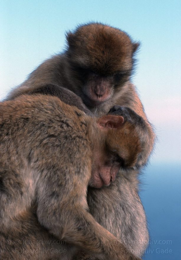 Gibraltar, Englische Kronkolonie. Berberaffen Magots
November 1998 , Gibraltar ist ein mächtiger Kalksteinfelsen, der ganz im Süden der Iberischen Halbinsel in die Meerenge zwischen Europa und Afrika hineinragt.  ;Fauna: Berberaffeen oder Magots (Macaca sylvanus) sind die einzigen freilebenden Affen Europas.  trecht formell den Briten zugesprochen und ist seit 1730 britische Kronkolonie.
Schlüsselwörter: 1998;Affen;Berberaffen;Englische;Fauna;Gibraltar;Great Britain;Großbritannien;Kolonie;Kronkolonie;Magots;Tiere