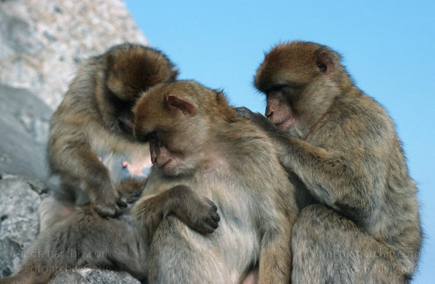 Gibraltar, Englische Kronkolonie. Berberaffen Magots
November 1998 , Gibraltar ist ein mächtiger Kalksteinfelsen, der ganz im Süden der Iberischen Halbinsel in die Meerenge zwischen Europa und Afrika hineinragt.  ;Fauna: Berberaffeen oder Magots (Macaca sylvanus) sind die einzigen freilebenden Affen Europas.  trecht formell den Briten zugesprochen und ist seit 1730 britische Kronkolonie.
Schlüsselwörter: 1998;Affen;Berberaffen;Englische;Fauna;Gibraltar;Great Britain;Großbritannien;Kolonie;Kronkolonie;Magots;Tiere