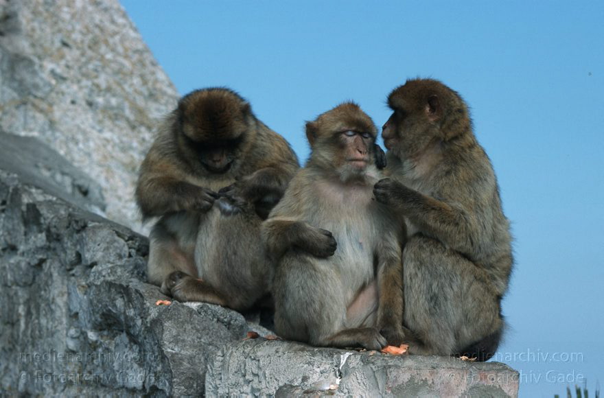 Gibraltar, Englische Kronkolonie. Berberaffen Magots
November 1998 , Gibraltar ist ein mächtiger Kalksteinfelsen, der ganz im Süden der Iberischen Halbinsel in die Meerenge zwischen Europa und Afrika hineinragt.  ;Fauna: Berberaffeen oder Magots (Macaca sylvanus) sind die einzigen freilebenden Affen Europas.  trecht formell den Briten zugesprochen und ist seit 1730 britische Kronkolonie.
Schlüsselwörter: 1998;Affen;Berberaffen;Englische;Fauna;Gibraltar;Great Britain;Großbritannien;Kolonie;Kronkolonie;Magots;Tiere