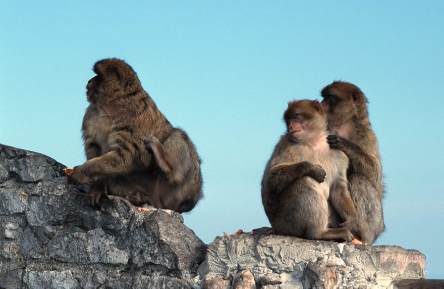 Gibraltar, Englische Kronkolonie. Berberaffen Magots
November 1998 , Gibraltar ist ein mächtiger Kalksteinfelsen, der ganz im Süden der Iberischen Halbinsel in die Meerenge zwischen Europa und Afrika hineinragt.  ;Fauna: Berberaffeen oder Magots (Macaca sylvanus) sind die einzigen freilebenden Affen Europas.  trecht formell den Briten zugesprochen und ist seit 1730 britische Kronkolonie.
Schlüsselwörter: 1998;Affen;Berberaffen;Englische;Fauna;Gibraltar;Great Britain;Großbritannien;Kolonie;Kronkolonie;Magots;Tiere