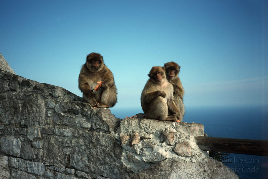 Gibraltar, Englische Kronkolonie. Berberaffen Magots
November 1998 , Gibraltar ist ein mächtiger Kalksteinfelsen, der ganz im Süden der Iberischen Halbinsel in die Meerenge zwischen Europa und Afrika hineinragt.  ;Fauna: Berberaffeen oder Magots (Macaca sylvanus) sind die einzigen freilebenden Affen Europas.  trecht formell den Briten zugesprochen und ist seit 1730 britische Kronkolonie.
Schlüsselwörter: 1998;Affen;Berberaffen;Englische;Fauna;Gibraltar;Great Britain;Großbritannien;Kolonie;Kronkolonie;Magots;Tiere