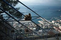 Dateiname=Gibraltar-199811-127.jpg
Dateigröße=244KB
Abmessungen: 880x574
hinzugefügt am: 05. Januar 2016 Gibraltar-199811-127.jpg