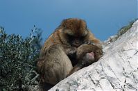 Dateiname=Gibraltar-199811-134.jpg
Dateigröße=169KB
Abmessungen: 880x579
hinzugefügt am: 05. Januar 2016 Gibraltar-199811-134.jpg