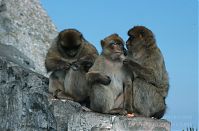 Dateiname=Gibraltar-199811-137.jpg
Dateigröße=165KB
Abmessungen: 880x580
hinzugefügt am: 05. Januar 2016 Gibraltar-199811-137.jpg