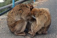 Dateiname=Gibraltar-199811-140.jpg
Dateigröße=204KB
Abmessungen: 880x586
hinzugefügt am: 05. Januar 2016 Gibraltar-199811-140.jpg