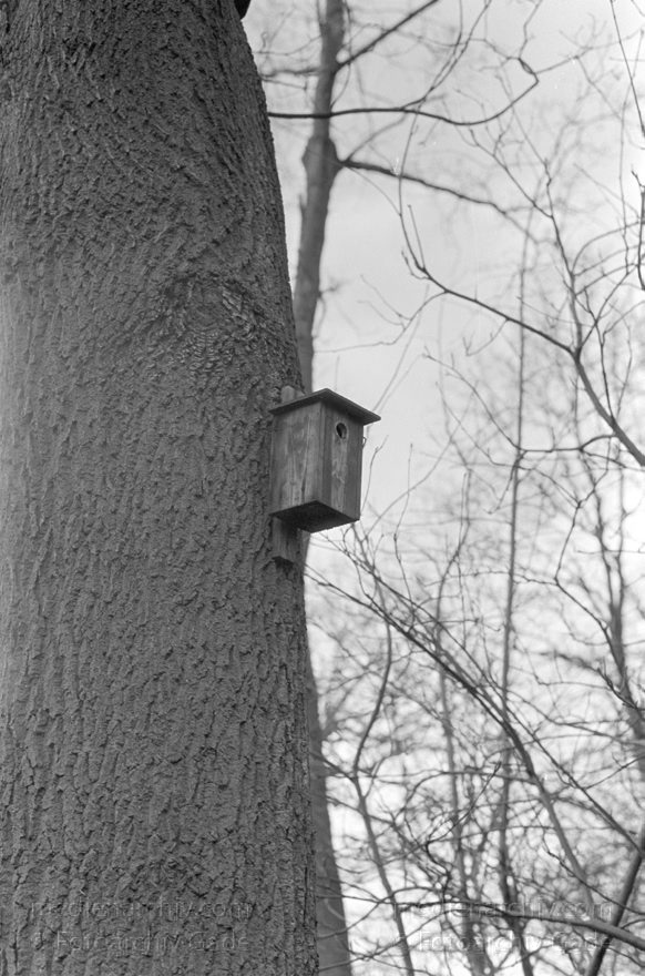 Baum mit Nistkasten
1981. Niederlande. Holland. Den Haag. Baum mit Nistkasten
Schlüsselwörter: 1981;Den Haag;Holland;Niederlande