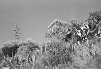 Italy-LaSpezia-1931-60.jpg