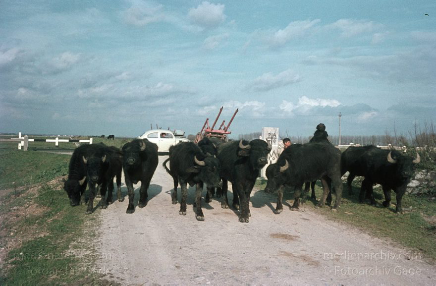 1960. Italien. Torre del Greco. Rinder. Vieh. Stiere
1960. Italien. Torre del Greco. Rinder. Vieh. Stiere. vermutlich in der Volturno-Ebene nördlich von Neapel oder der Sele-Ebene südlich von Salerno
Schlüsselwörter: 1960;Italia;Italien;Italy;Rinder;Torre del Greco;Vieh;Volturno-Ebene;Wasserbüffel
